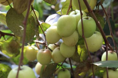 Lezzetli ve sağlıklı meyveler ağaçta toplanır.