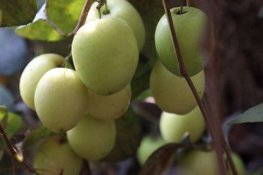 Lezzetli ve sağlıklı meyveler ağaçta toplanır.