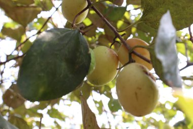 Lezzetli ve sağlıklı meyveler ağaçta toplanır.