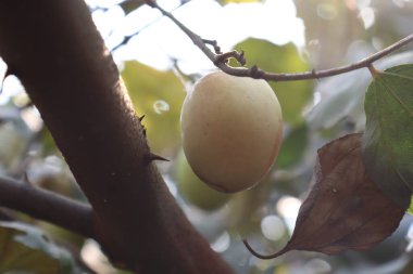 Lezzetli ve sağlıklı meyveler ağaçta toplanır.