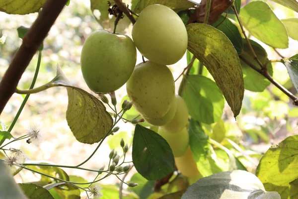 tasty and healthy ripe jujube on tree in firm for harvest