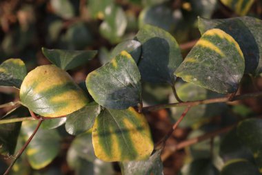 Yapraklı ve meyveli jujube ağacı