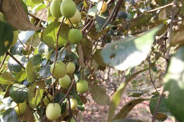 Yapraklı ve meyveli jujube ağacı