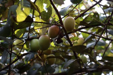 Yapraklı ve meyveli jujube ağacı