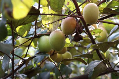 Yapraklı ve meyveli jujube ağacı