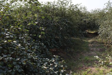 Yapraklı ve meyveli jujube ağacı