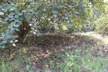 Yapraklı ve meyveli jujube ağacı