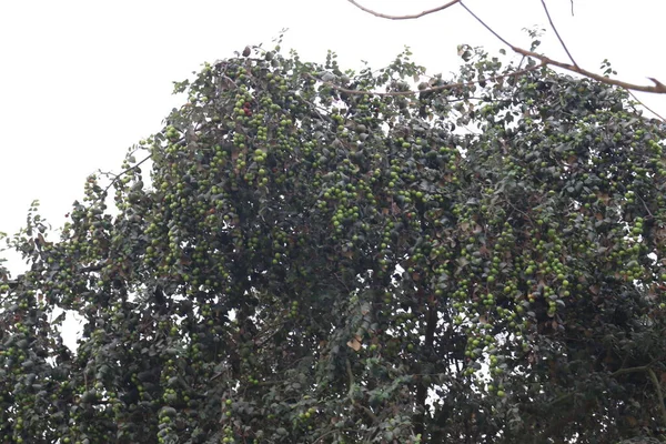 jujube tree with leaf and fruit on firm
