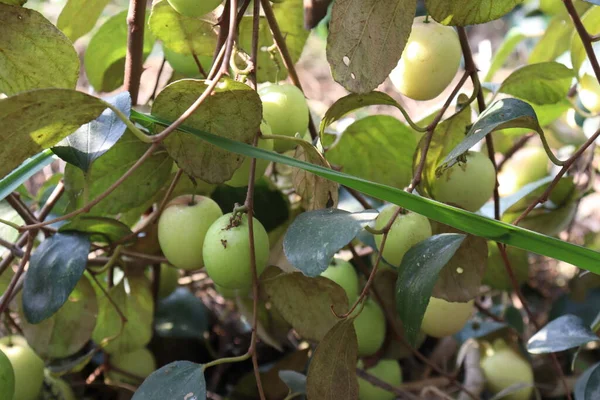 jujube tree with leaf and fruit on firm