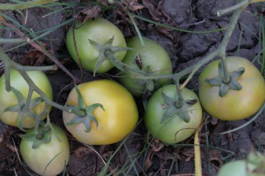 Taze ve sağlıklı çiğ domates hasadı için ağaçta.