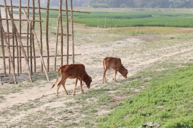 Kahverengi Cow Firmaya Kapanış