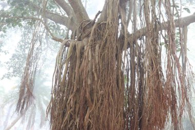 Ormandaki Ficus ağacına yakın kökler.