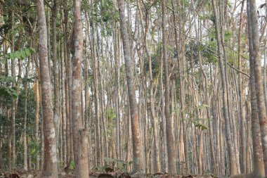Ağaçlar doğayla iç içe.