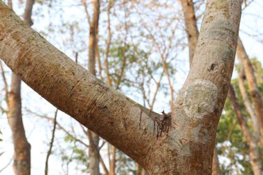 Ağaçlar doğayla iç içe.