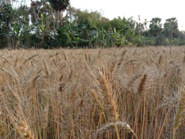 Olgun buğday hasat ve satış için firmaya yakın çekim