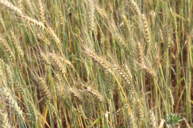 Olgun buğday hasat ve satış için firmaya yakın çekim