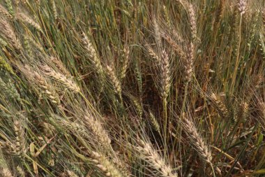 Olgun buğday hasat ve satış için firmaya yakın çekim