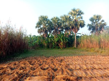Olgun çeltik ağacı tohumu hasat için doğa ile dolu.