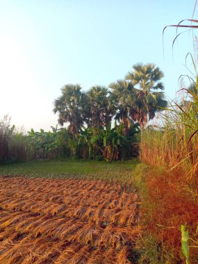 Olgun çeltik ağacı tohumu hasat için doğa ile dolu.