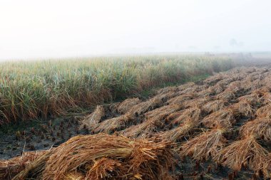 Olgun çeltik ağaçları hasat için stok yapıyor.