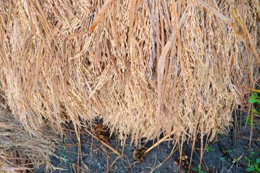 Olgun çeltik firması tarlada hasat için yakın çekim