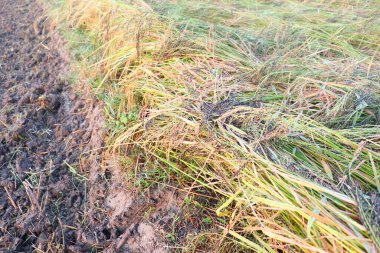 Olgun çeltik firması tarlada hasat için yakın çekim