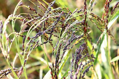 Olgun çeltik firması tarlada hasat için yakın çekim