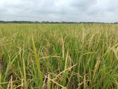 Olgun çeltik firması tarlada hasat için yakın çekim