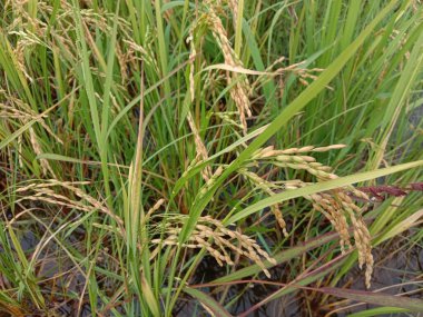 Olgun çeltik firması tarlada hasat için yakın çekim