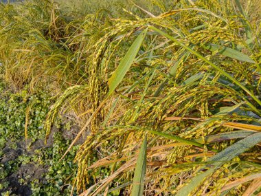 Olgun çeltik firması tarlada hasat için yakın çekim