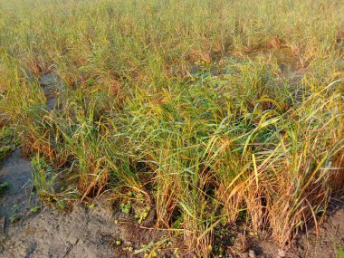 Olgun çeltik firması tarlada hasat için yakın çekim