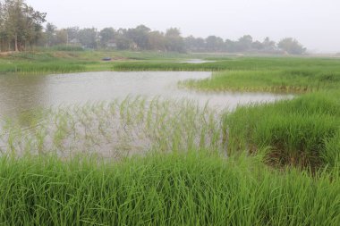 Doğa ile hasat için yeşil çeltik.