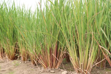 Doğa ile hasat için yeşil çeltik.