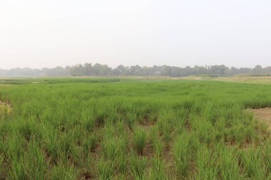 Doğa ile hasat için yeşil çeltik.