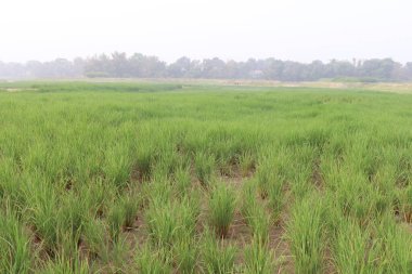 Doğa ile hasat için yeşil çeltik.