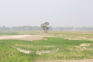 Doğa ile hasat için yeşil çeltik.