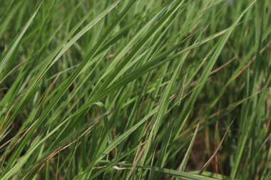 Doğa ile hasat için yeşil çeltik.