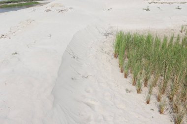 Doğa ile hasat için yeşil çeltik.
