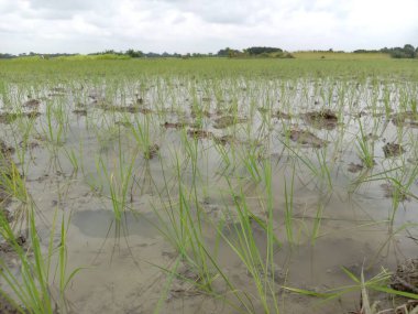 Doğa ile hasat için yeşil çeltik.