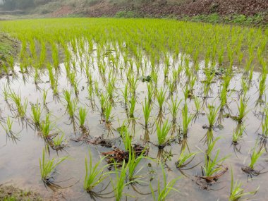 Doğa ile hasat için yeşil çeltik.