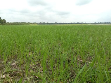 yeşil renkli çeltik firması hasat ve satış için