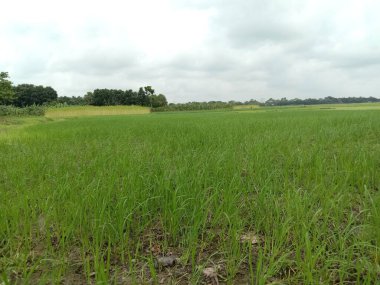 yeşil renkli çeltik firması hasat ve satış için