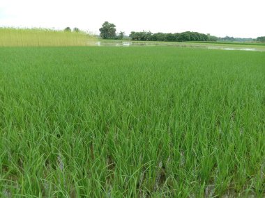 yeşil renkli çeltik firması hasat ve satış için