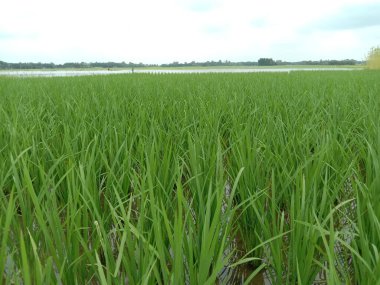 yeşil renkli çeltik firması hasat ve satış için