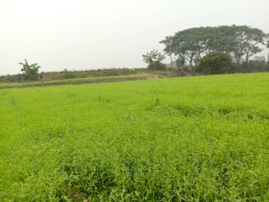 yeşil renkli çeltik firması hasat ve satış için