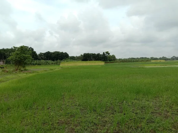 yeşil renkli çeltik firması hasat ve satış için