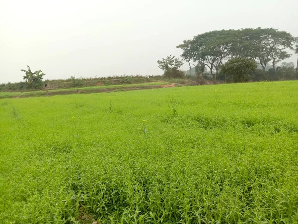 yeşil renkli çeltik firması hasat ve satış için