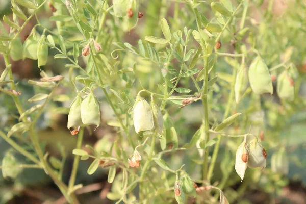 Lentejas Maduras Primer Plano Árbol Firme —  Fotos de Stock