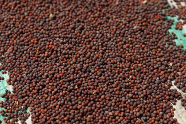 Satmak ve rafine etmek için dükkana hardal tohumu