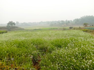 Kişniş çiçeği ve mahsul hasat için sıkıca toplanır